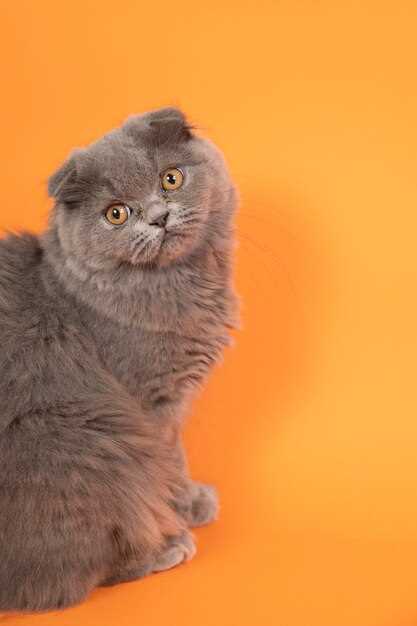 Регистрация и покупка шотландского вислоухого котенка