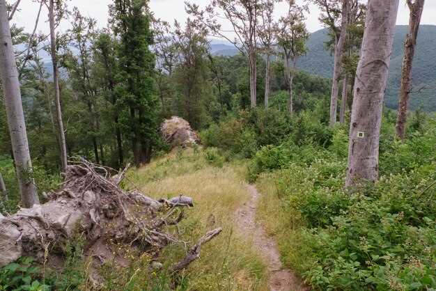 Экологическая значимость смешанных лесов для сохранения природного баланса