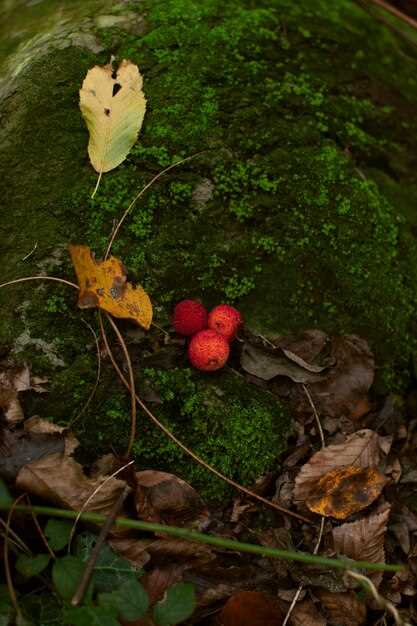 Биологическое разнообразие смешанных лесов: ключевые виды и экосистемы