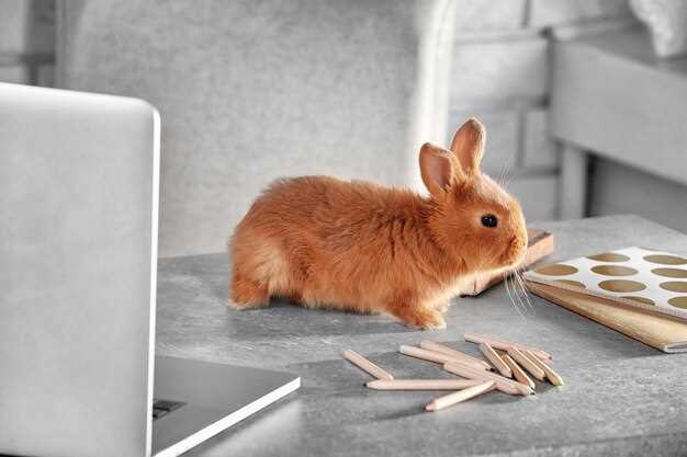 Как правильно организовать пространство для кролика в городской квартире