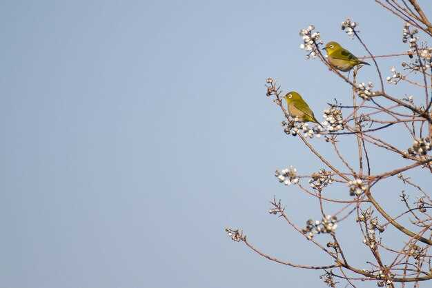 Лучшие способы услышать соловья в природе: время и место