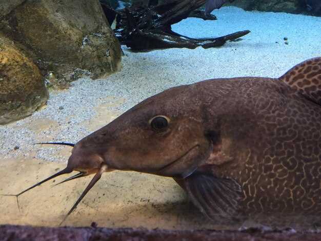 Методы ловли сома для рыболовов