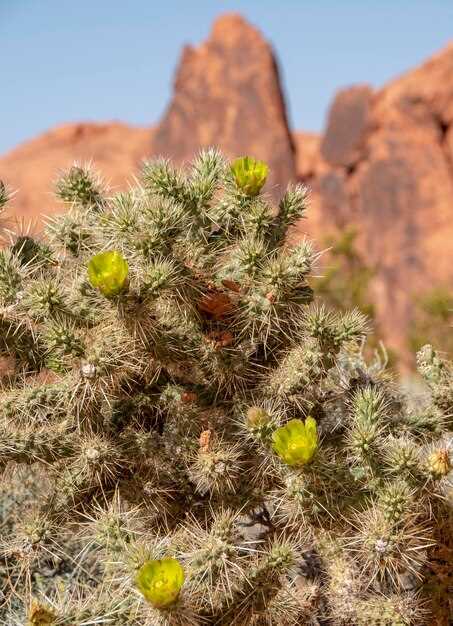 Туризм в пустыне Соноры: маршруты и советы для путешественников