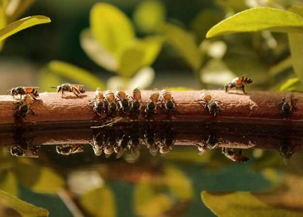 Социальные насекомые: Пчёлы, Муравьи, Термиты