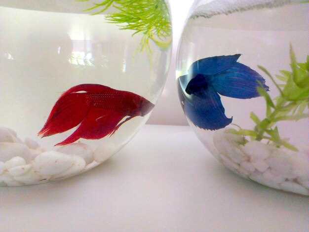 Мирные и агрессивные аквариумные рыбы: как избежать конфликтов