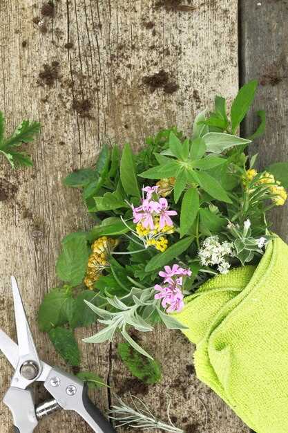 Выбор лучших ароматных трав и цветов для сада