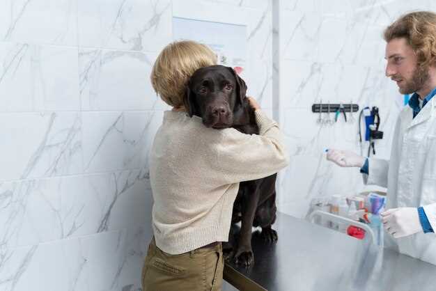 Лучшее время для стерилизации животных и подготовка к операции