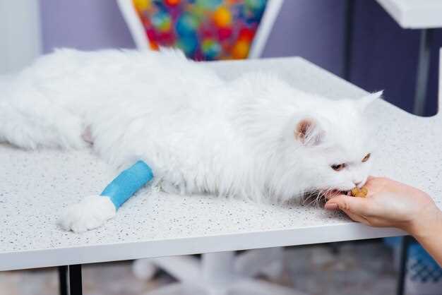 Стерилизация кошек: практическое руководство