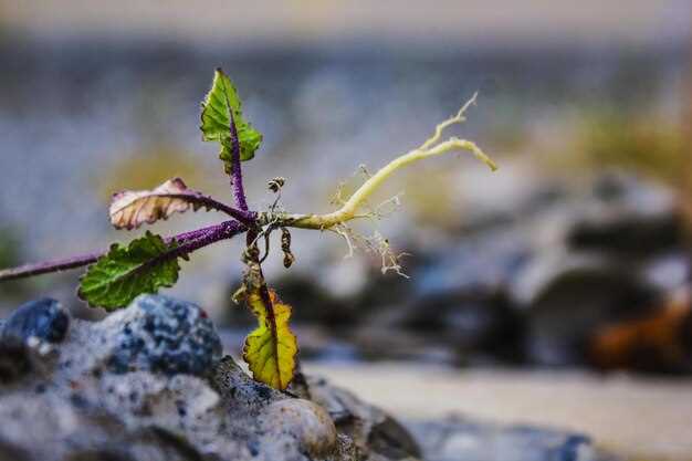 Применение Taproot для повышения анонимности транзакций