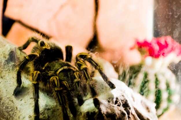 Выбор подходящего террариума для паука птицееда