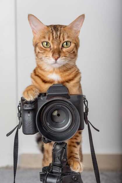 Лучшие ракурсы и техники фотографирования котиков