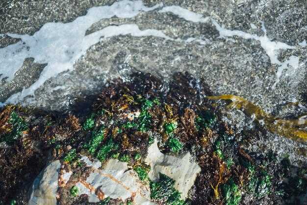 Влияние токсичных компонентов пластика на морские организмы