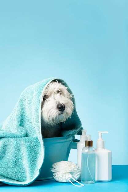 Лучшие шампуни для собак: Как выбрать идеальный продукт для вашего питомца