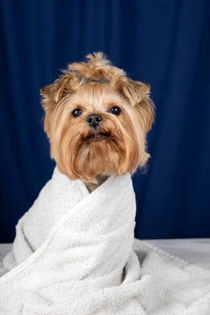 Где купить качественный шампунь для собак по доступной цене