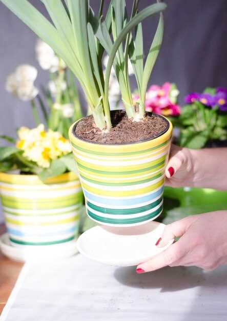 Цветы, которые цветут круглый год