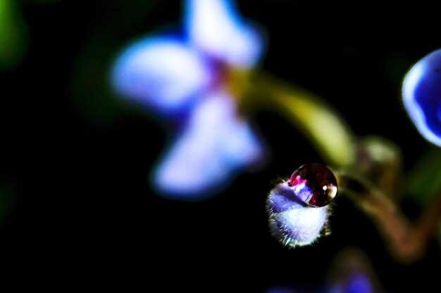 Сравнение световых приборов для макрофото: что выбрать?