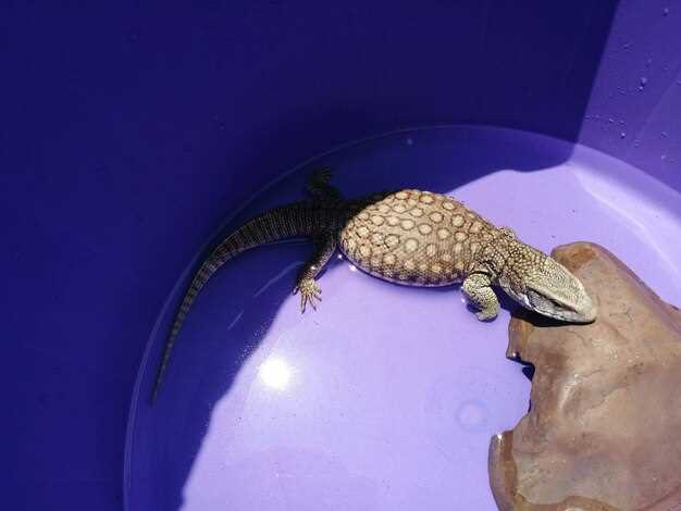 Агрессивные Виды Цихлид и Их Характер