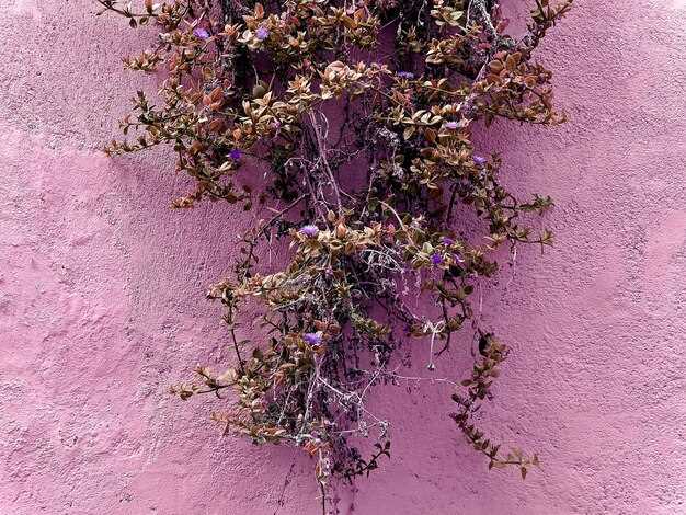 Декорирование интерьера с использованием лестящих лиан: лучшие идеи