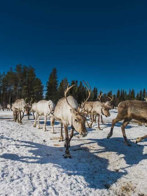Социальные и культурные аспекты кочевой жизни народов Севера