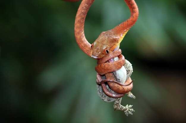 Условия содержания удавов в домашних условиях