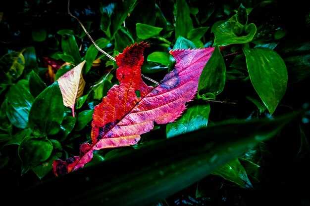 Экологические проблемы и сохранение биоразнообразия