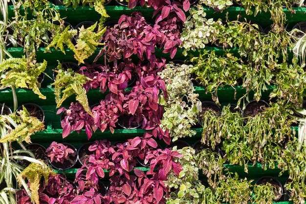 Растения для вертикального сада: какие сорта лучше подходят для домашнего использования