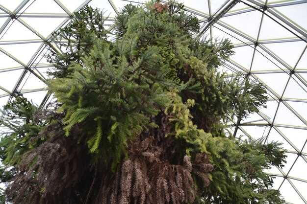 Идеи для оформления вертикального озеленения: стиль и функциональность