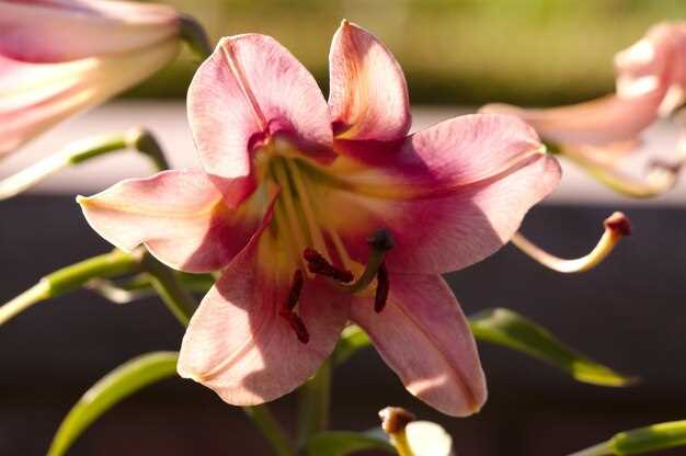 Выращивание лилий: от посадки до цветения