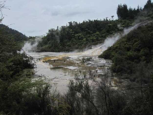 Как кислотные дожди влияют на рост деревьев и их здоровье