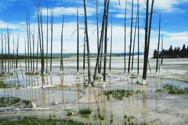 Методы защиты лесов от воздействия кислотных дождей