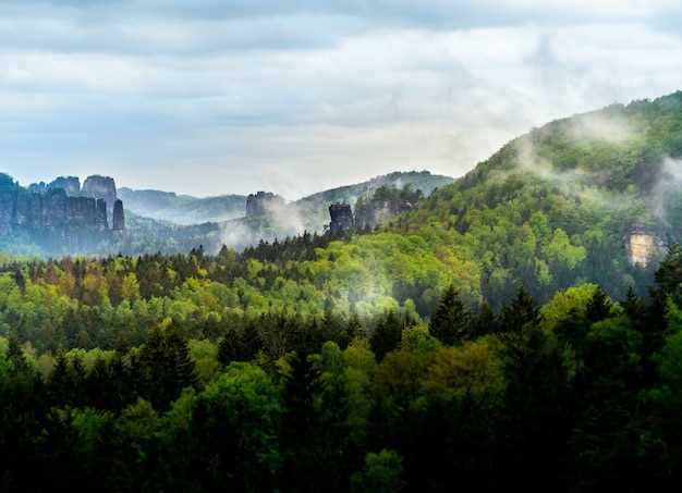 Леса как углеродные поглотители и их роль в борьбе с глобальным потеплением