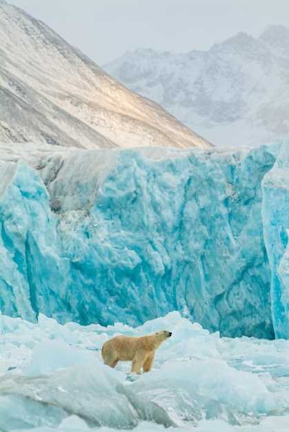 Изменения климата и тундровые экосистемы