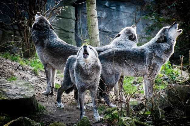 Поведение волков в дикой природе и его особенности