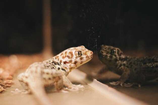 Лучшие террариумные соседи: каких животных стоит держать вместе