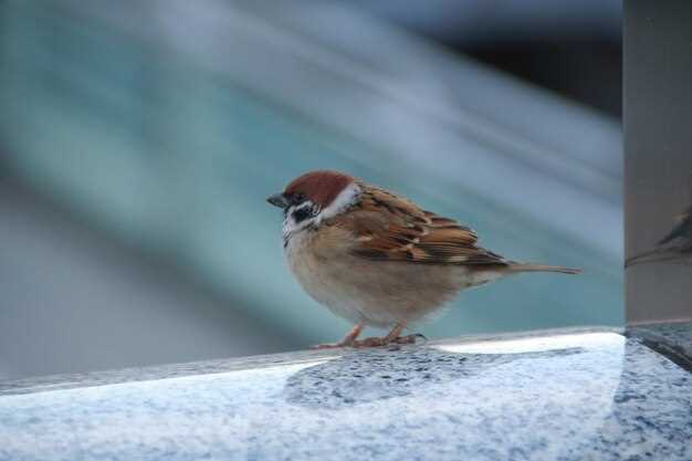 Как воробьи адаптируются к городской среде?