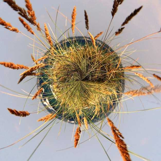 Как выбрать и применять препараты и народные средства от вшей