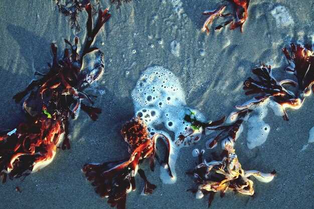 Инициативы и технологии борьбы с загрязнением океанов