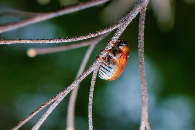 Как насекомые готовятся к зиме: физические изменения и поведенческие адаптации