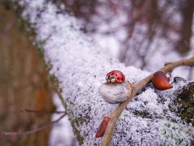 Способы зимовки различных видов насекомых: активные и пассивные методы