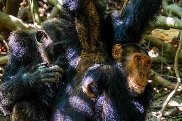 Влияние окружающей среды на звуковую коммуникацию диких животных